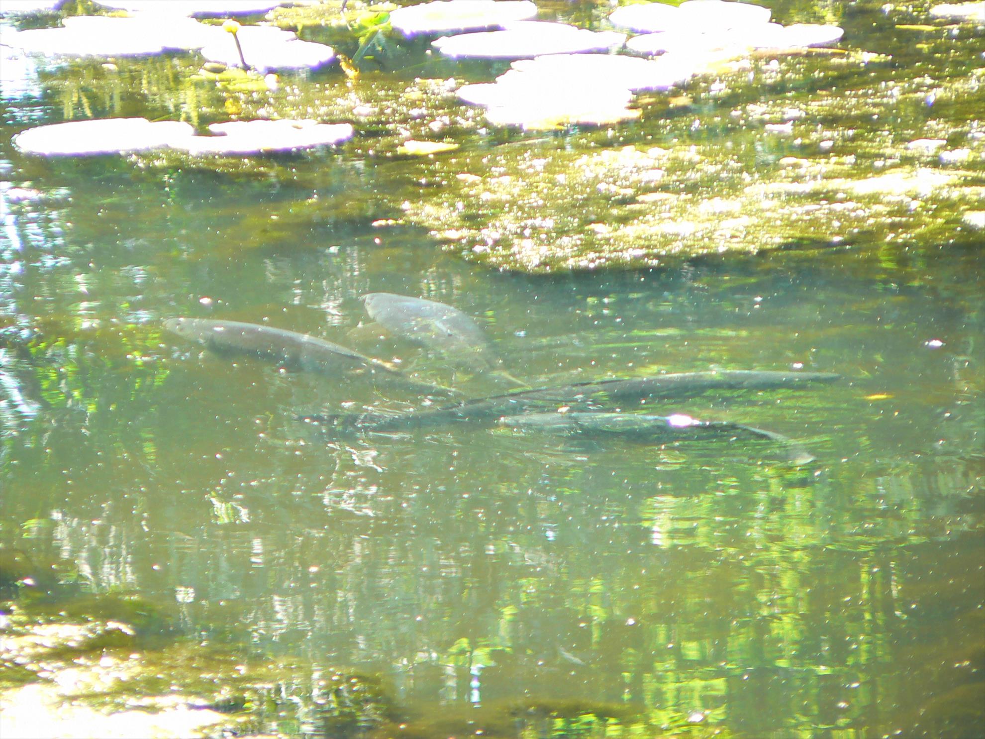 Crapi salbatici si alti pesti - p1030425.JPG